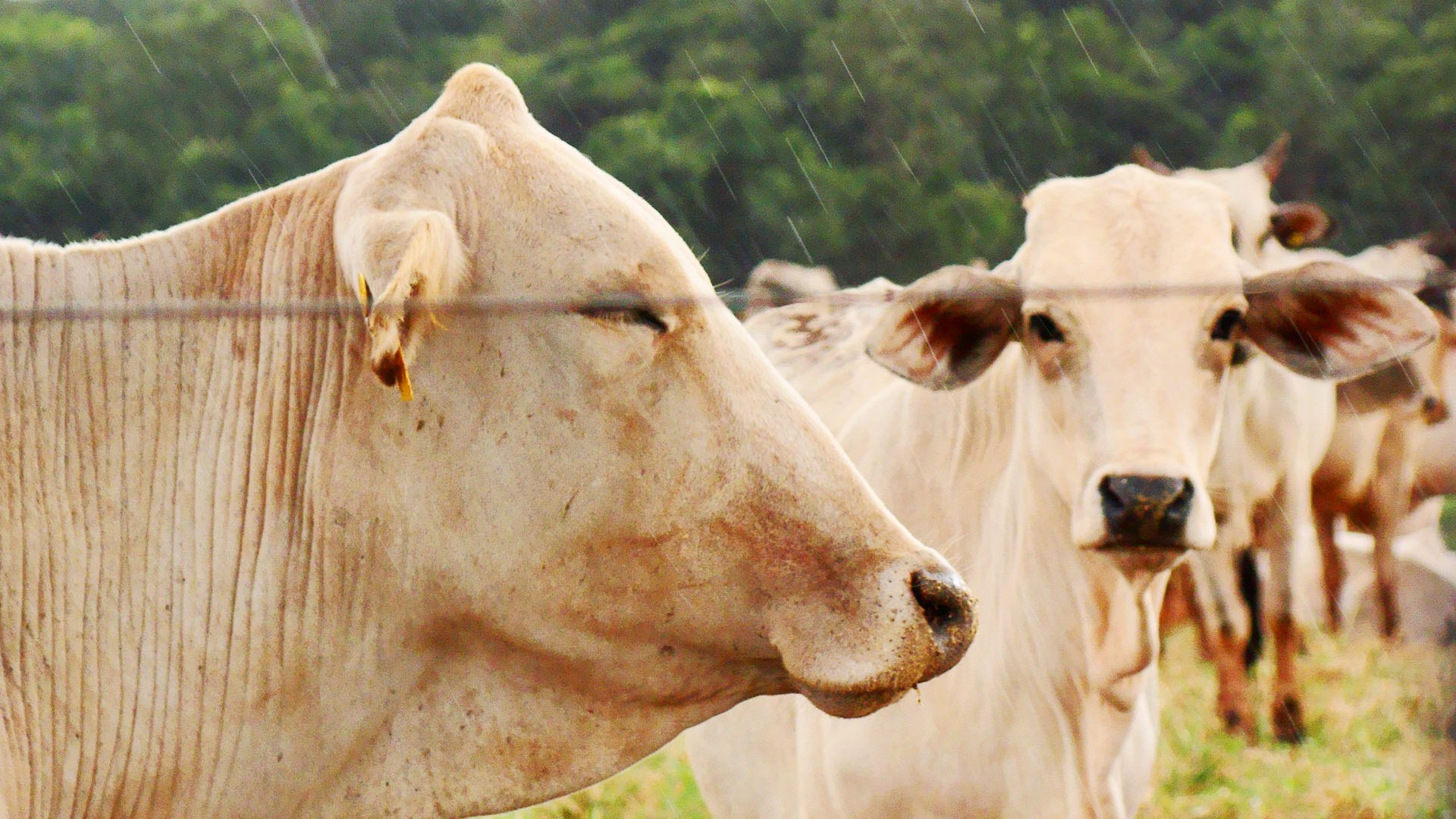 Tentativas de compra abaixo da referência são comuns na maioria das regiões pesquisadas