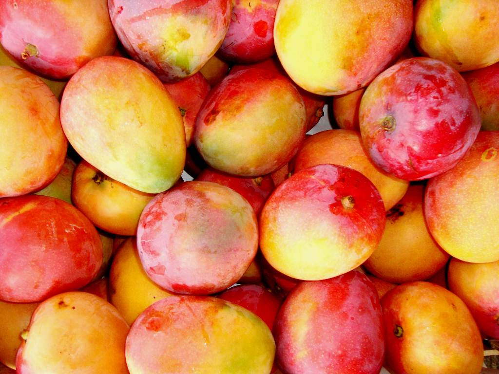 MANGA/CEPEA: Maior demanda europeia impulsiona preços no vale