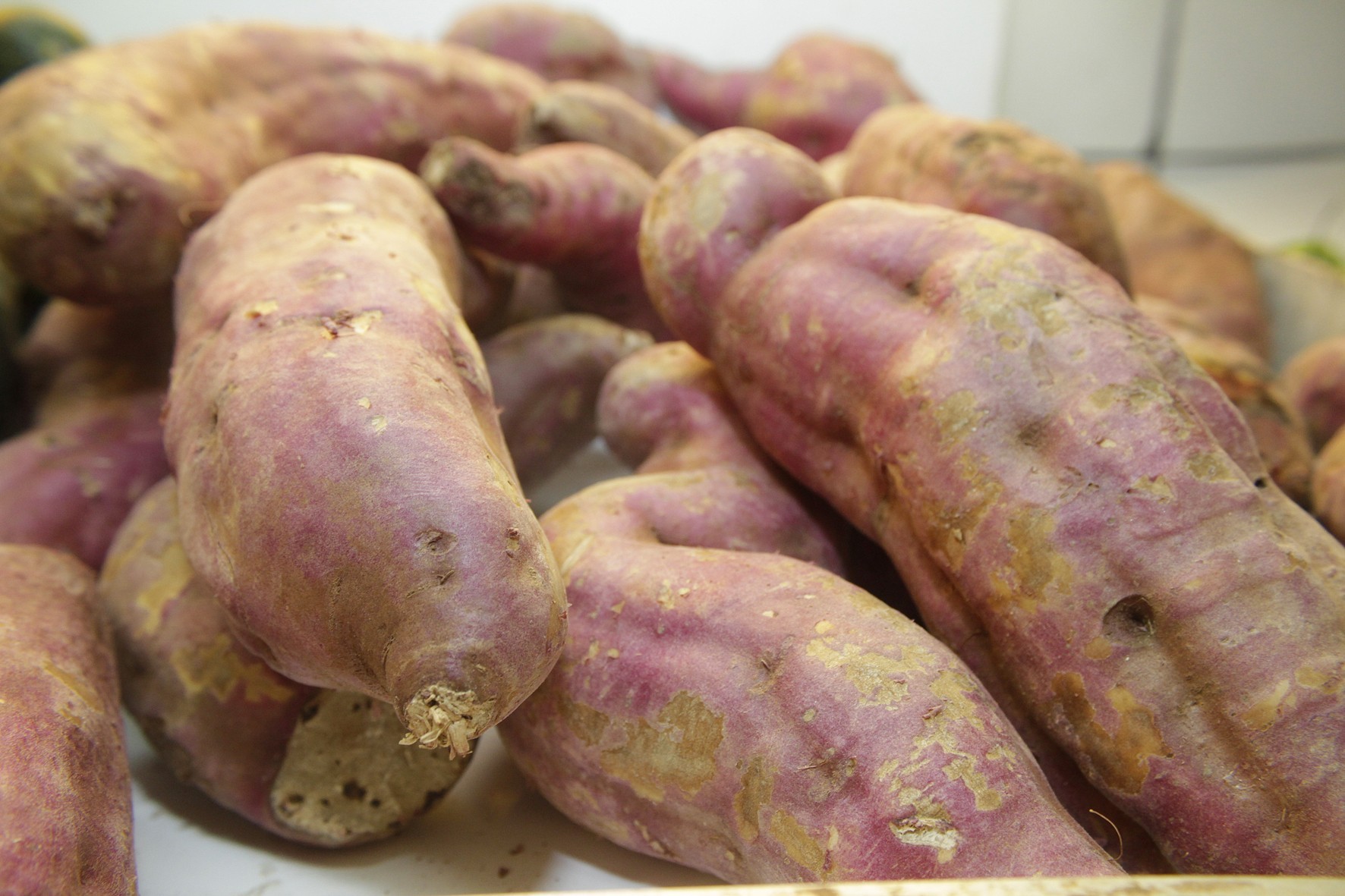 Usina de etanol a partir da batata doce produz duas vezes mais combustível