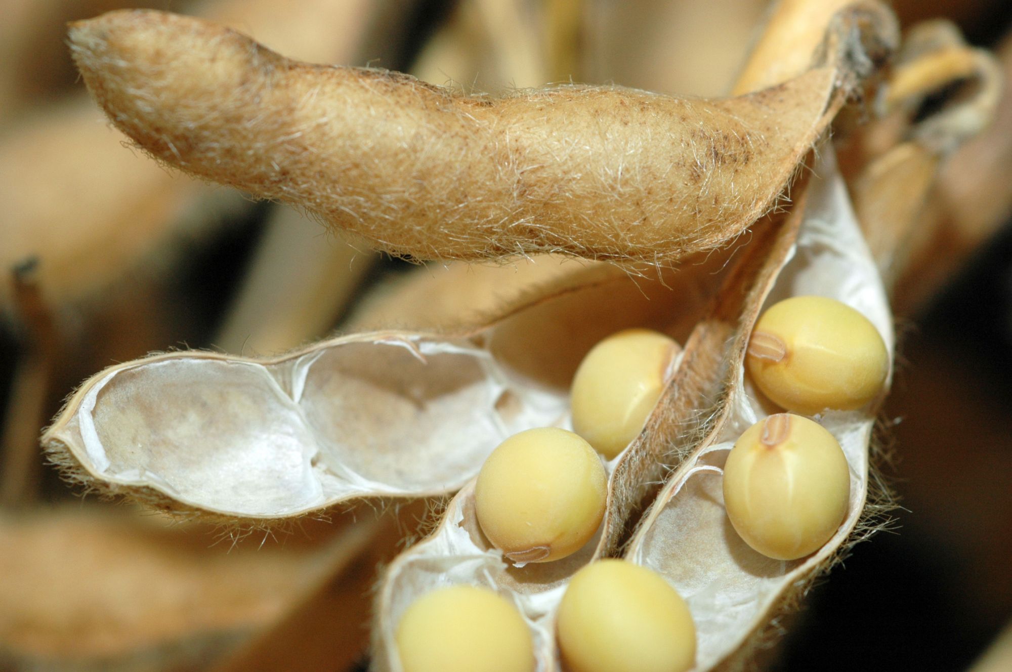 Grãos devem atingir supersafra de 237 milhões de toneladas