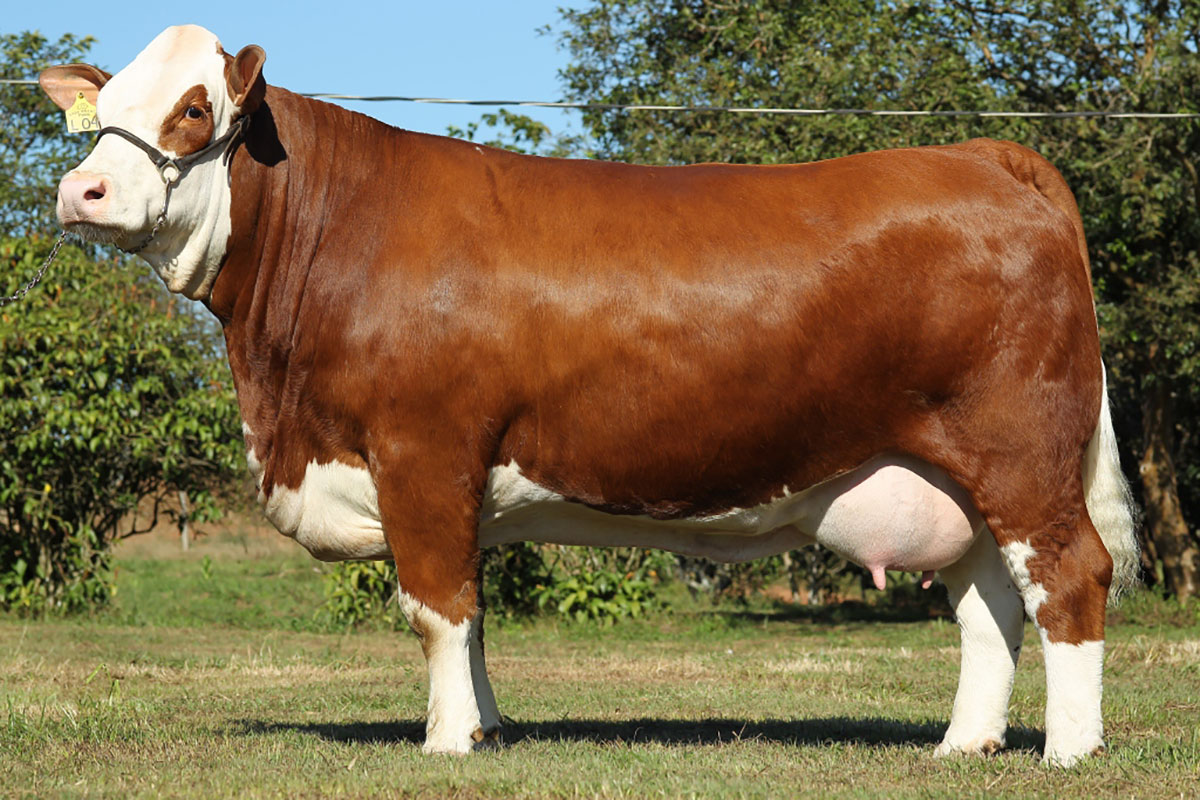 Casos de sucesso são destaques da InterCorte Ji-Paraná/RO