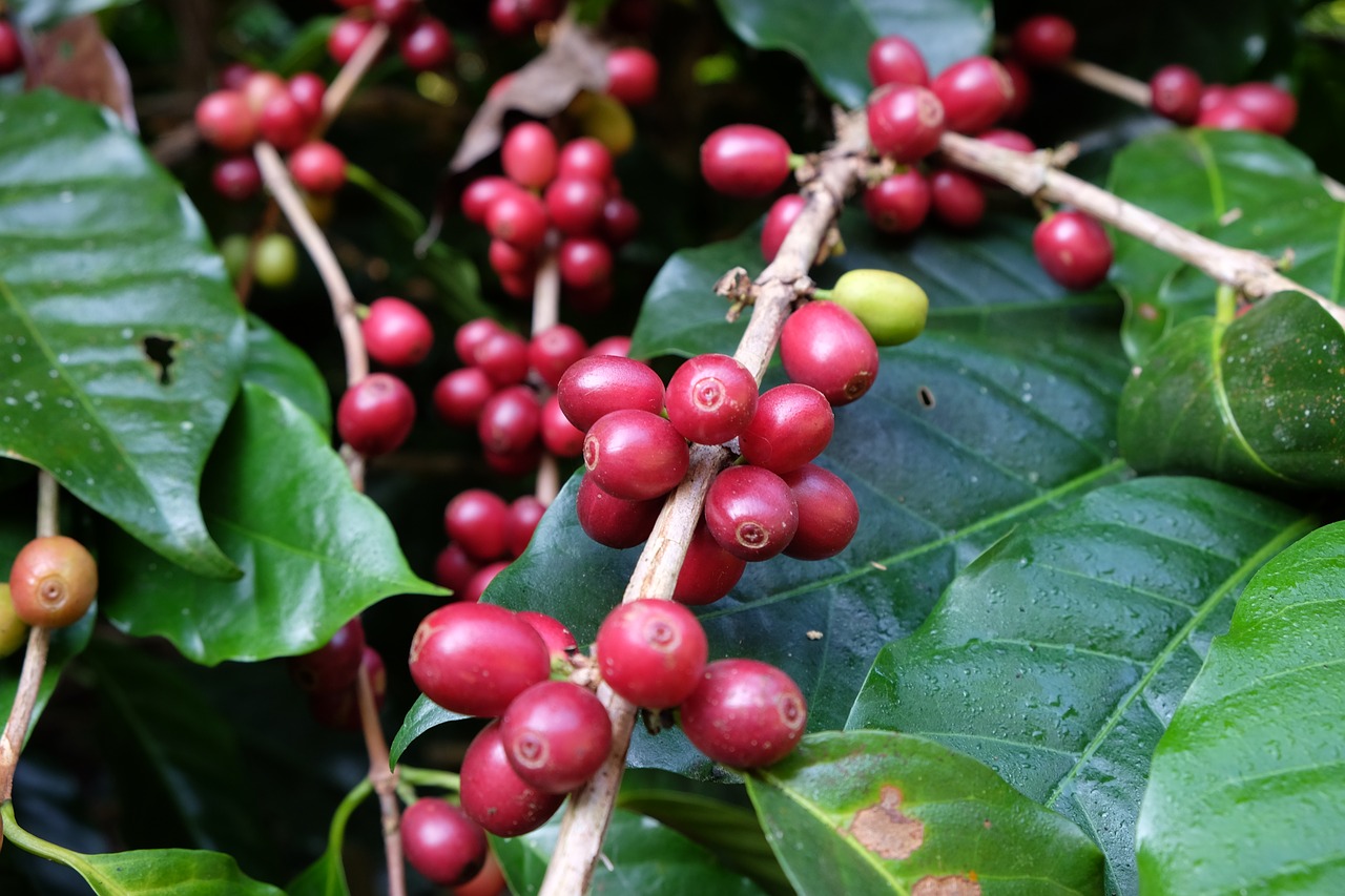 Clima seco favorece colheita do café 