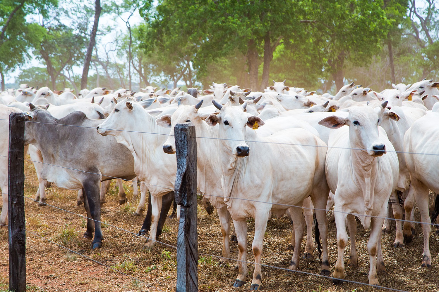 Aumento no volume de bovinos vivos exportado pelo Brasil