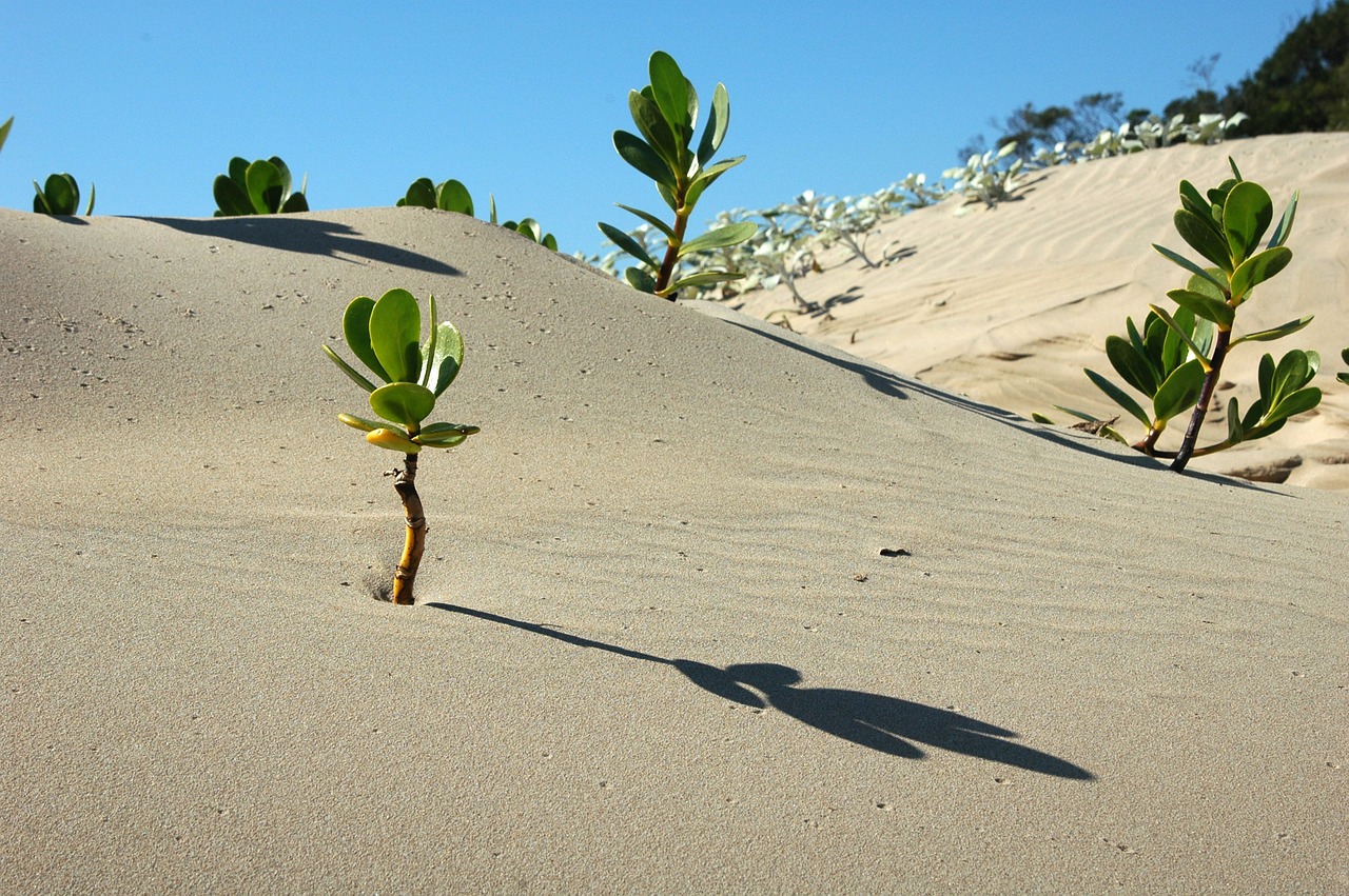 Com água do mar e luz solar, fazendas cultivam alimentos no deserto