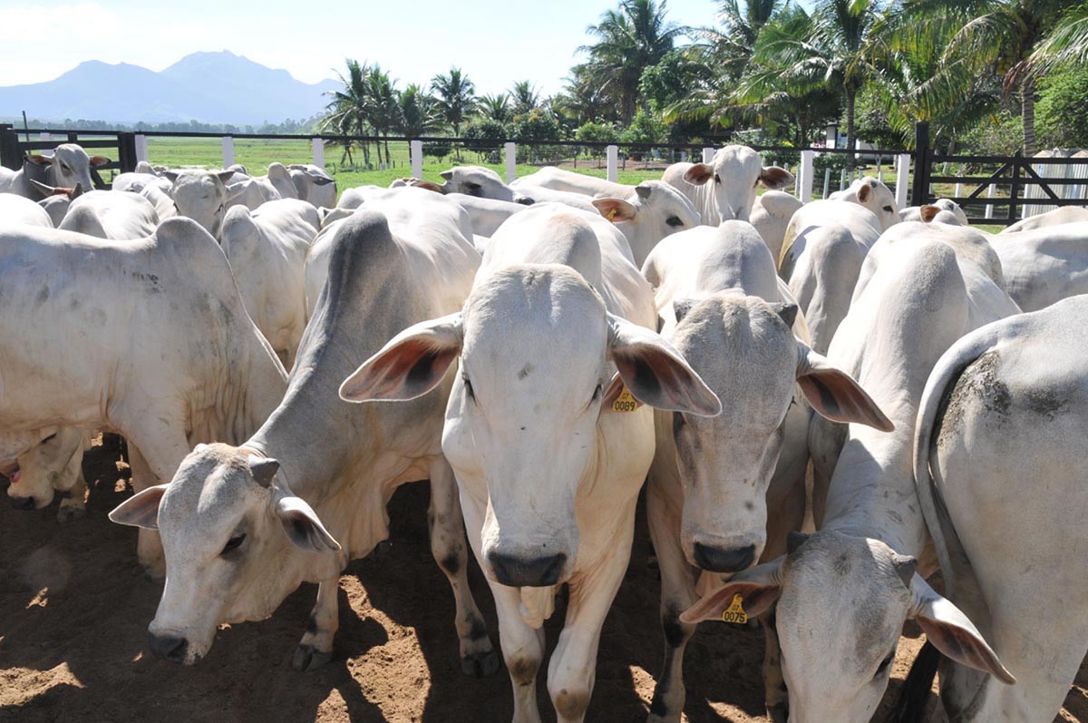 Seguro de animais deve crescer 25% em 2018