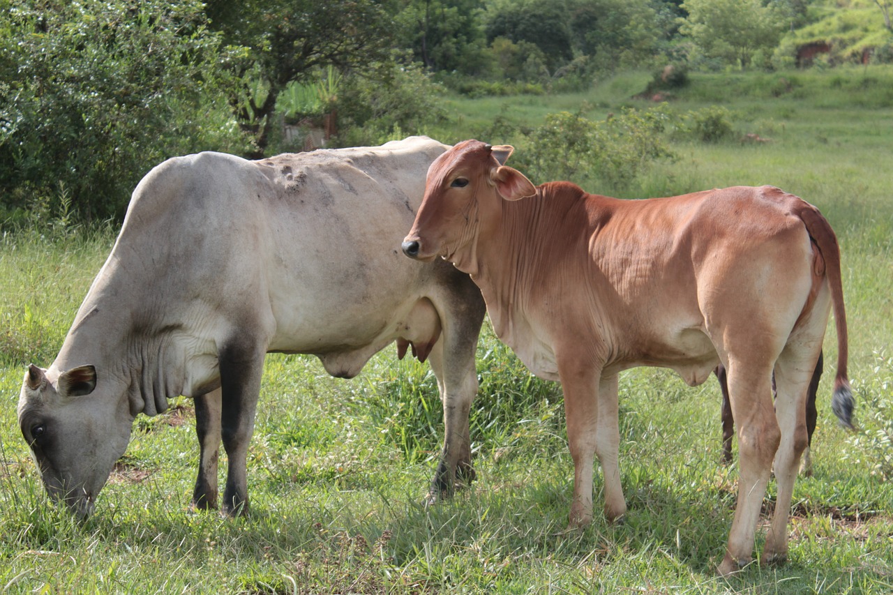 Nova etapa de vacinação contra aftosa começa nesta quarta-feira