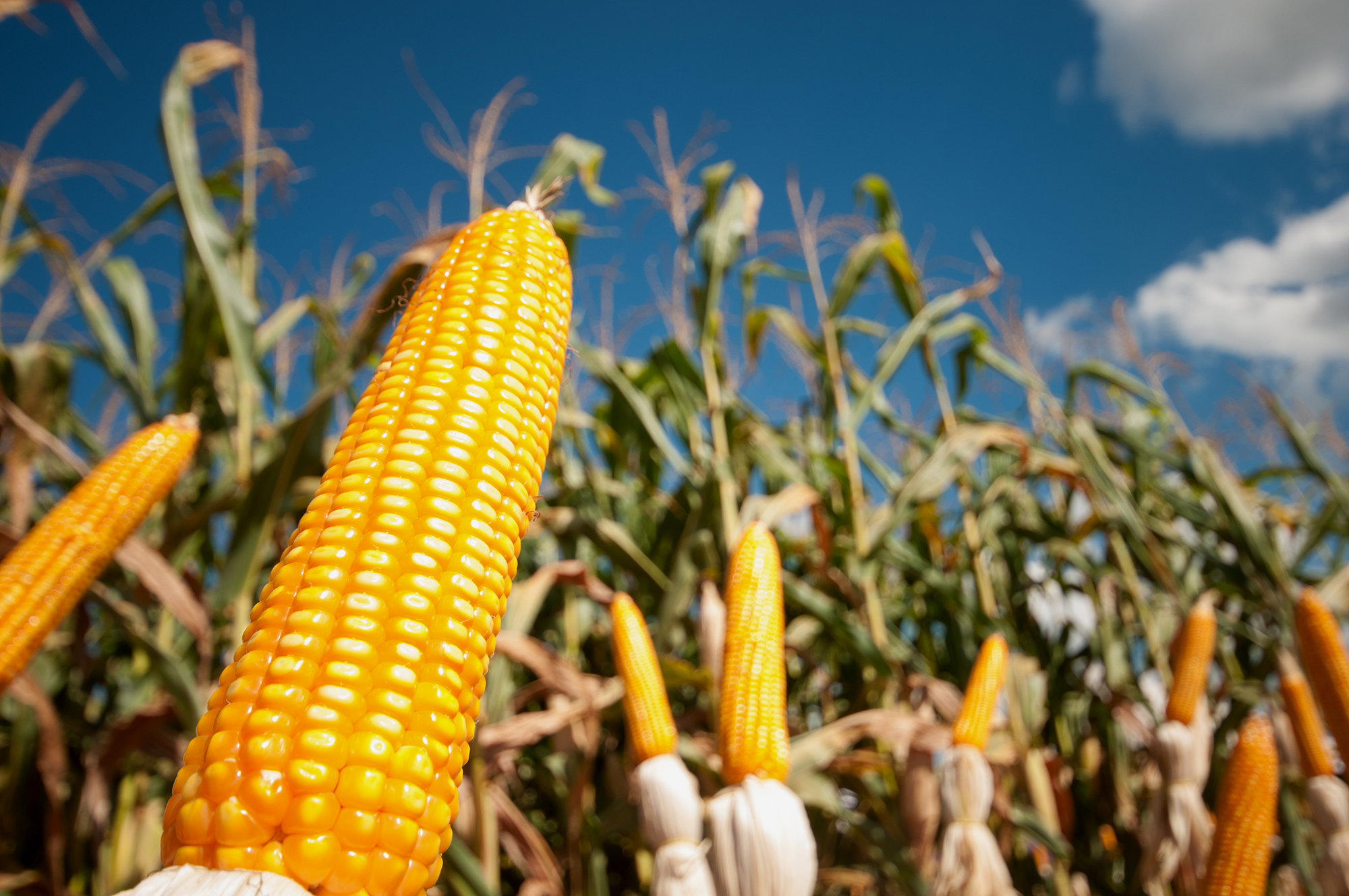 Grãos: Estimativa para safra 2017/2018 é de até 227,5 milhões de toneladas