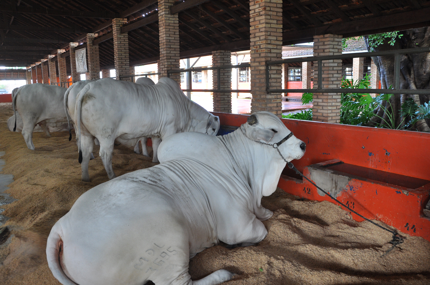 Valor da Produção Agropecuária de 2017 é de R$ 533,5 bilhões