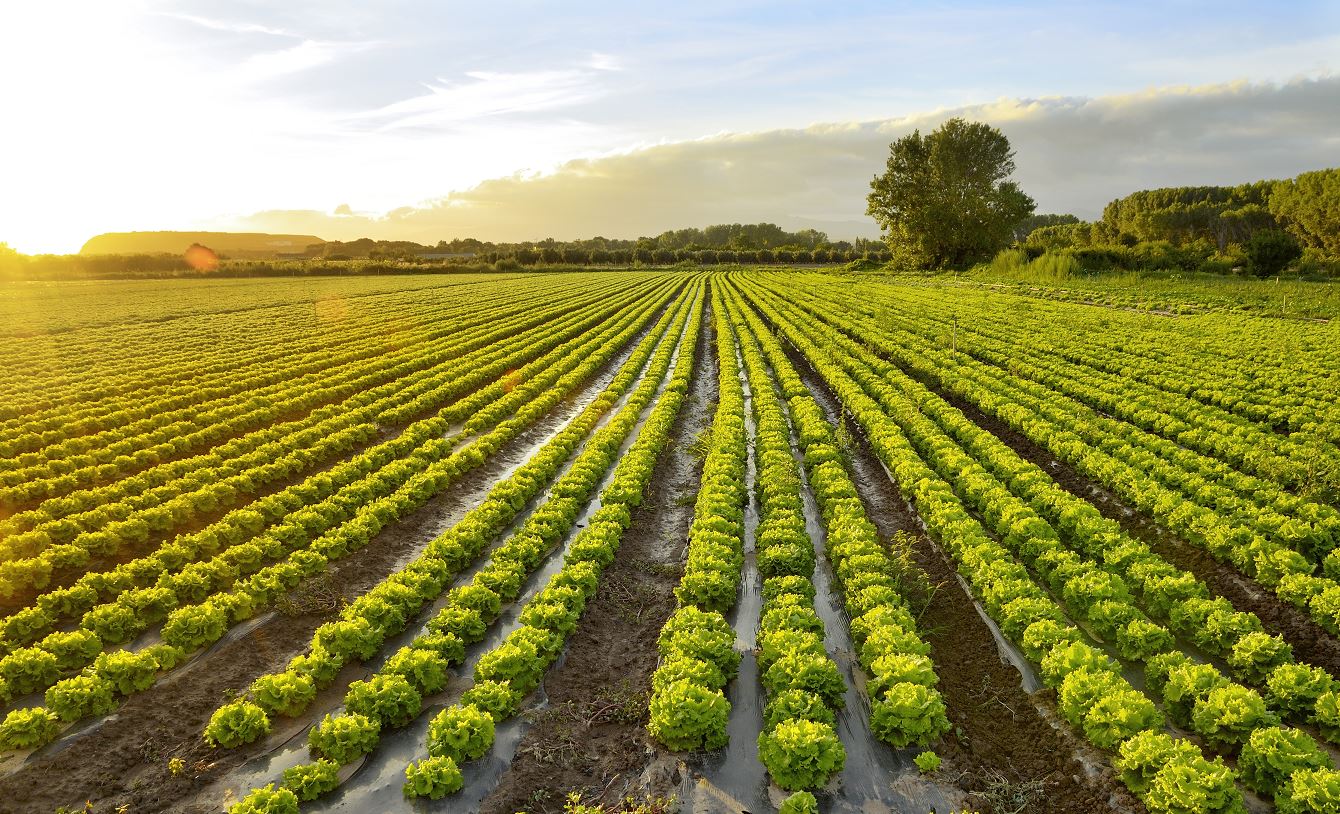 Agricultor familiar mostra que é possível produzir muito em um pequeno espaço de terra