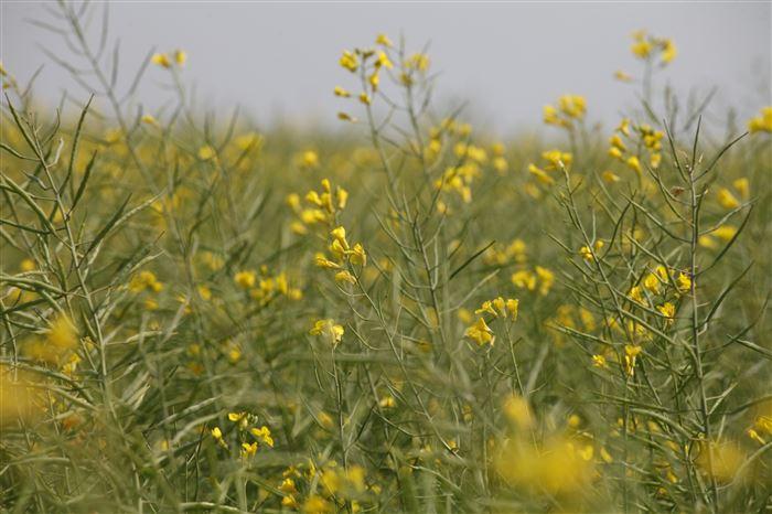 Safra de oleaginosas salta mais de 7% na Rússia