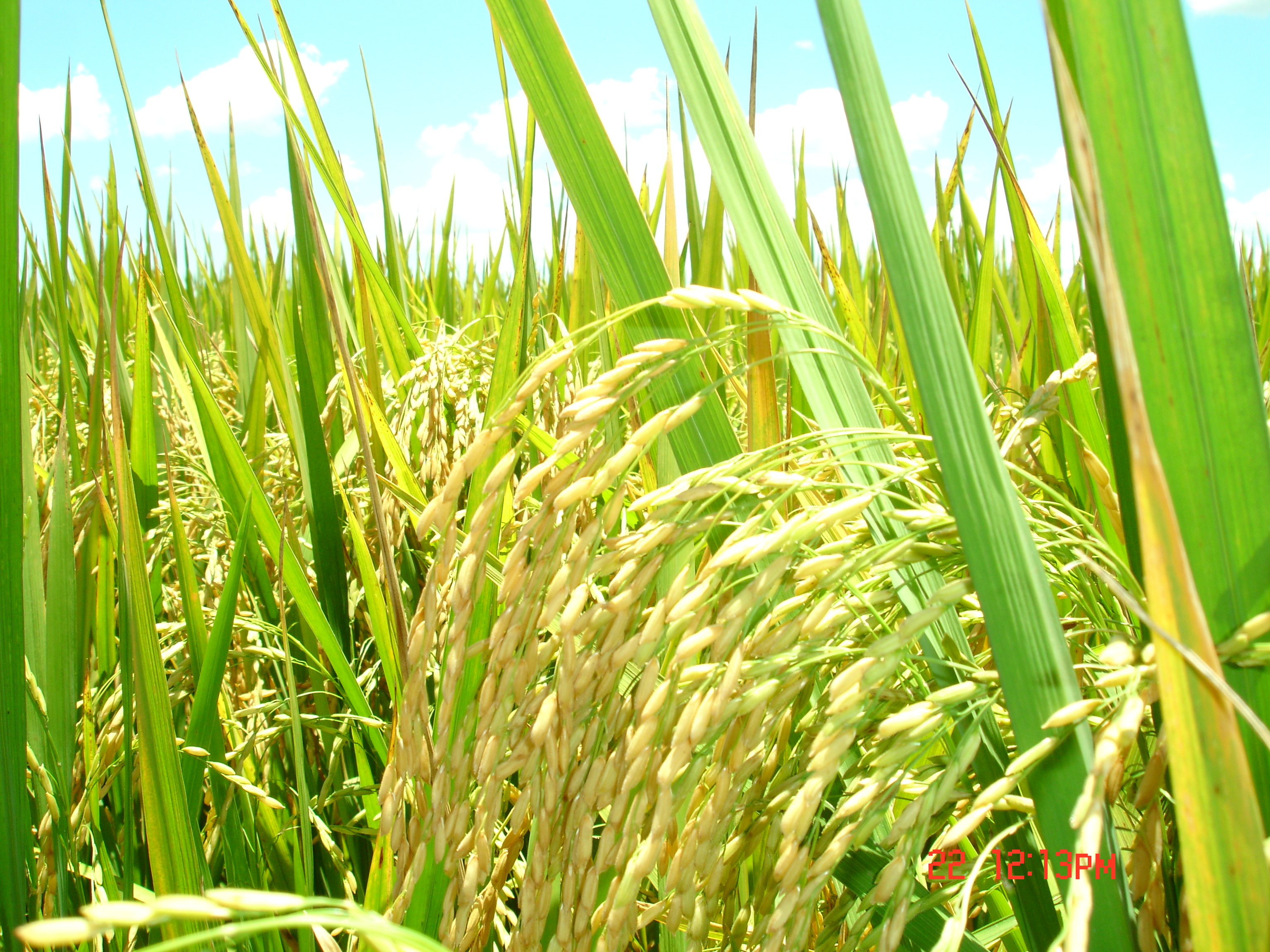 Descoberto gene que controla tolerância a seca