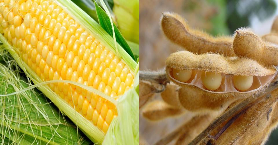 Área colhida de soja chega a 98% e a de milho a 95%