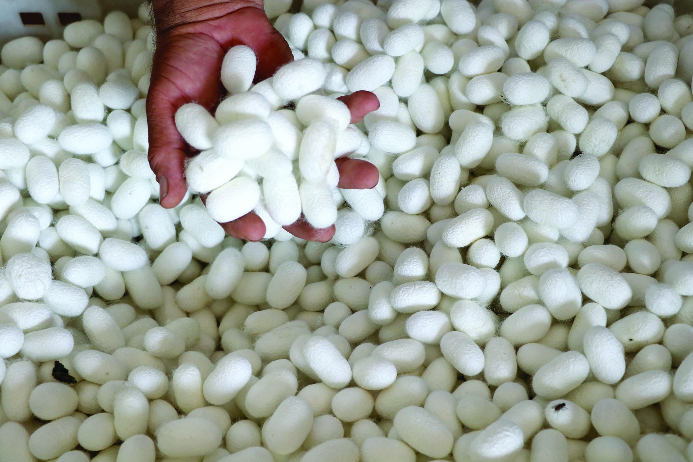 Produção de seda está sendo afetada por fungicida