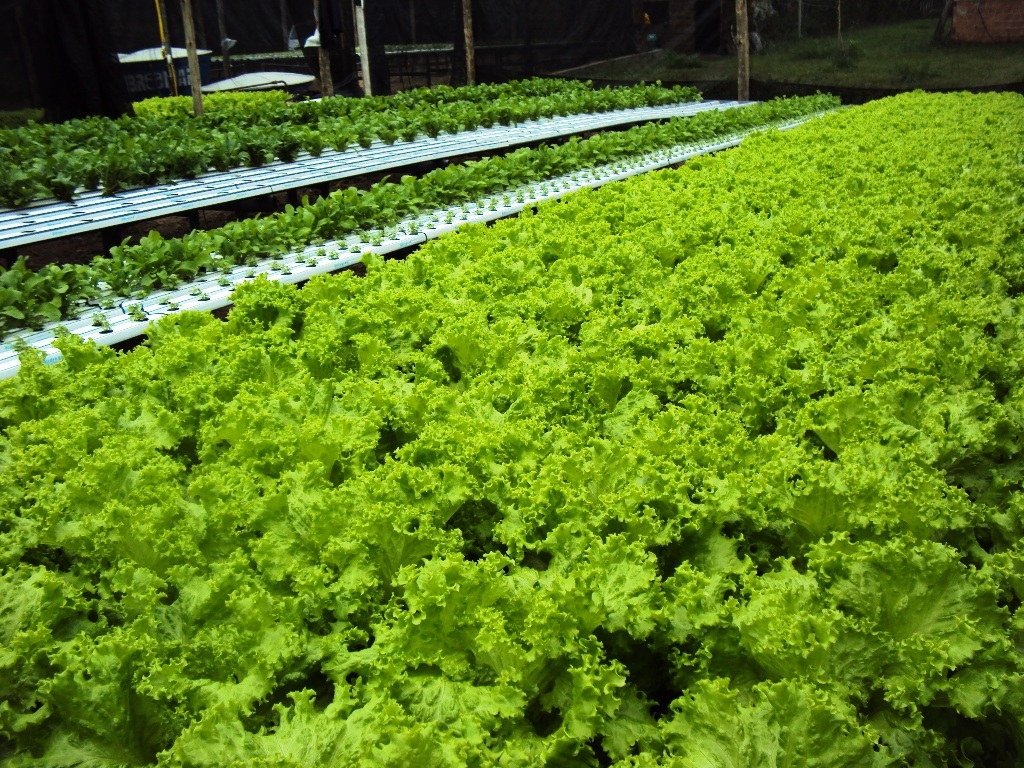 Alface contaminada afeta 149 pessoas nos EUA