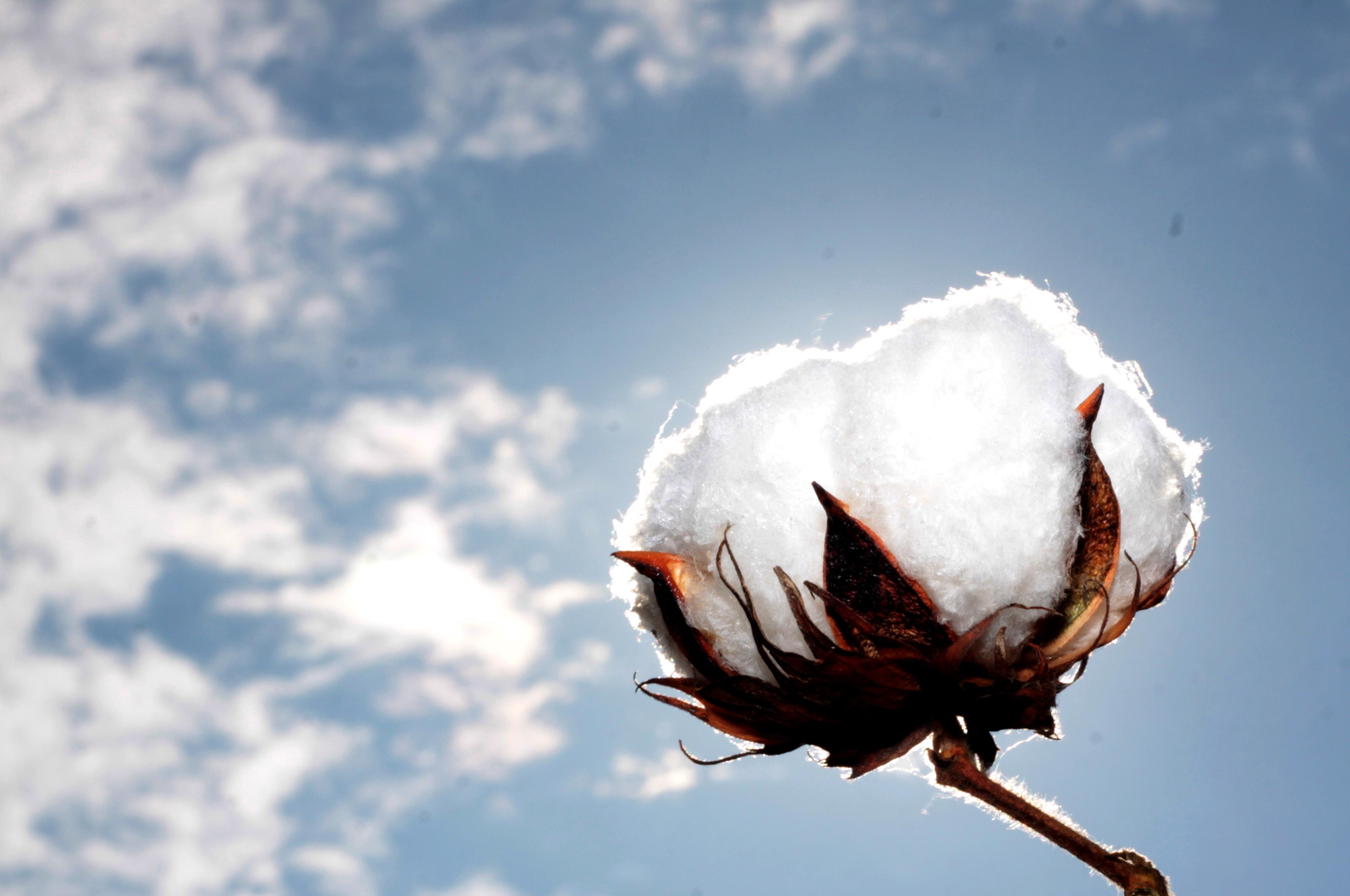 Descoberta a chave para o controle de crescimento do algodão