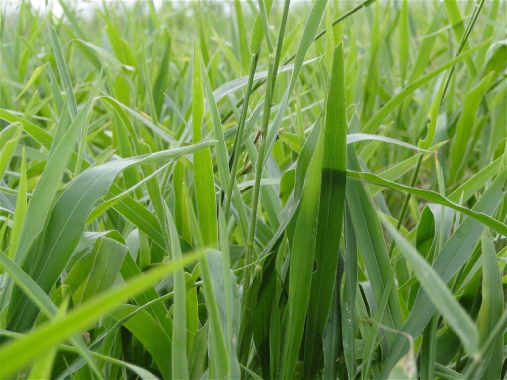 Braquiária híbrida aumenta a produtividade 