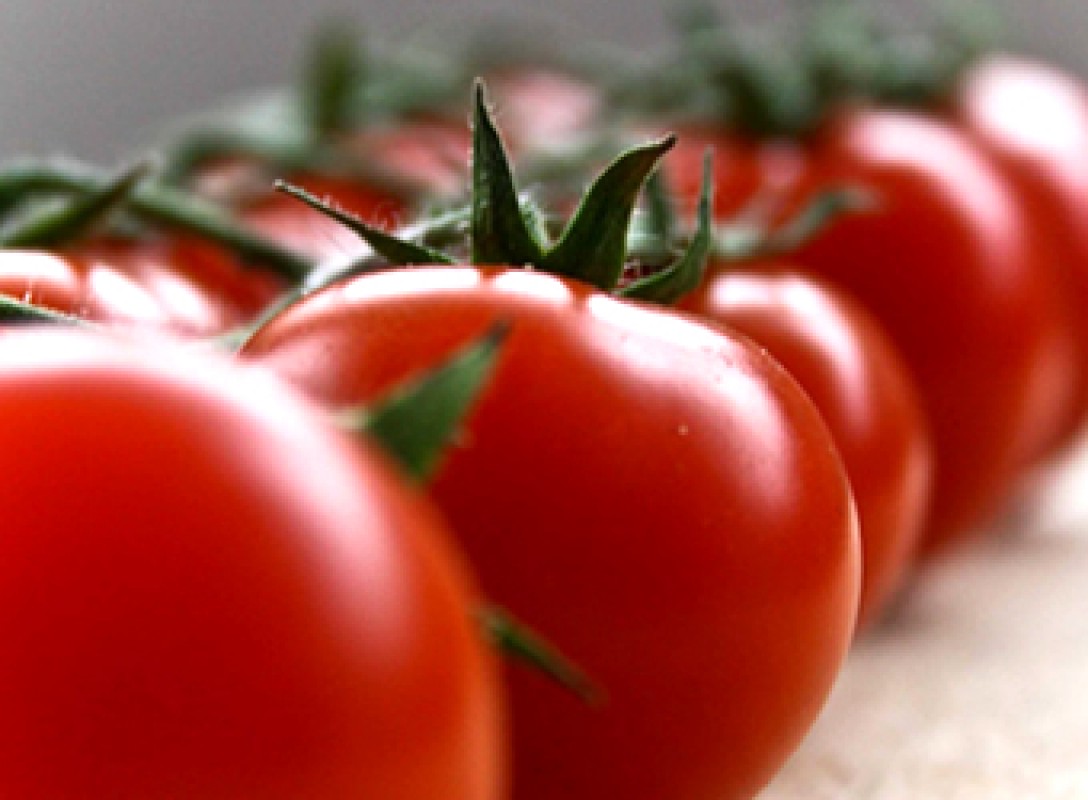 Aminoácidos aumentam produtividade do tomate em 50%