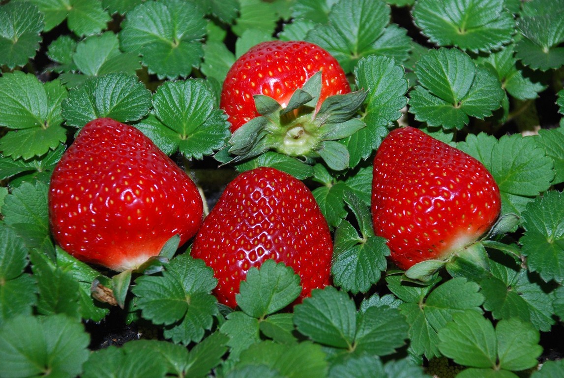 Morangos podem ser chave de “vacinas” para plantas