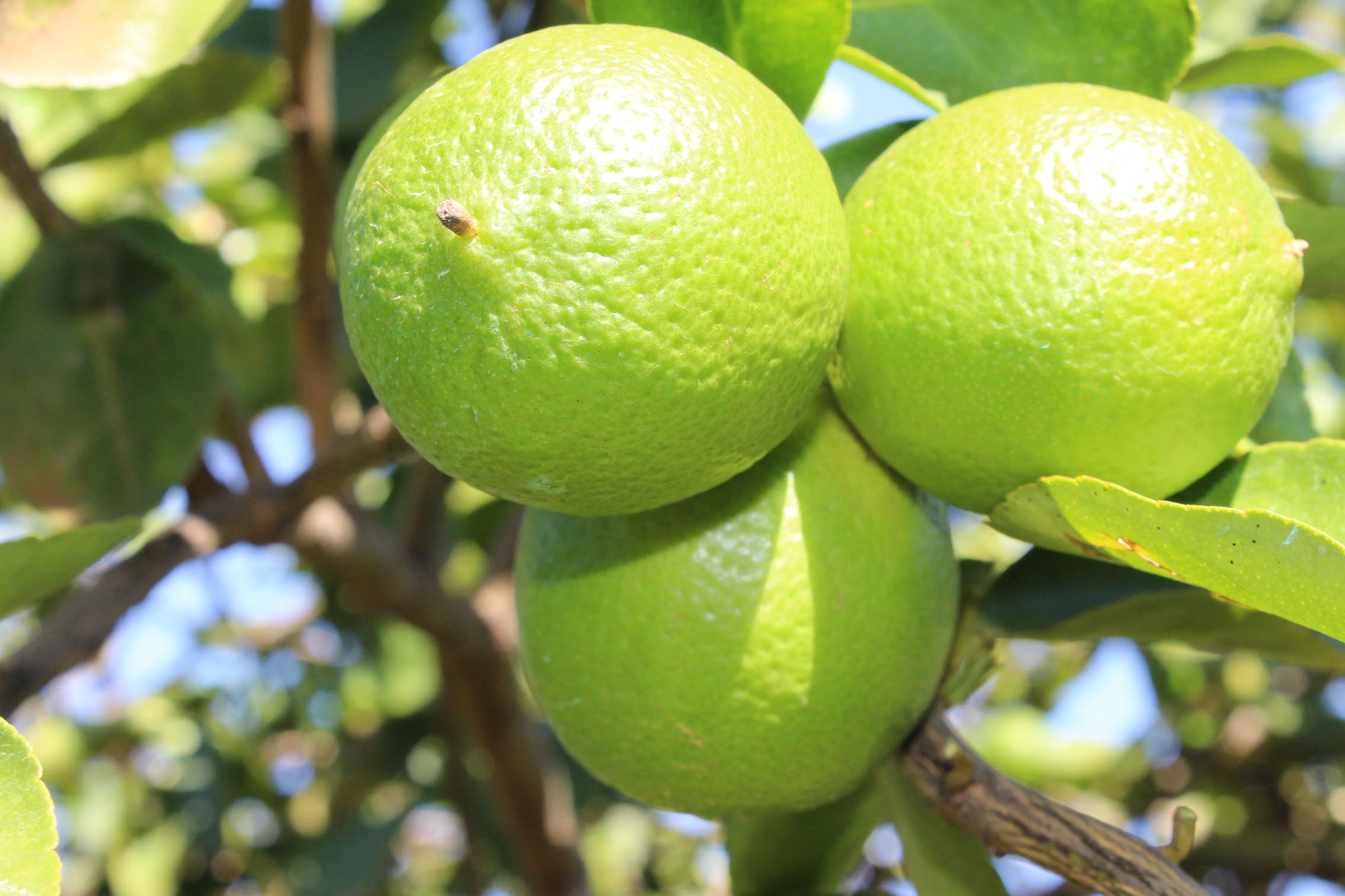 CITROS/CEPEA: Produtor firme mantém cotação da tahiti em alta