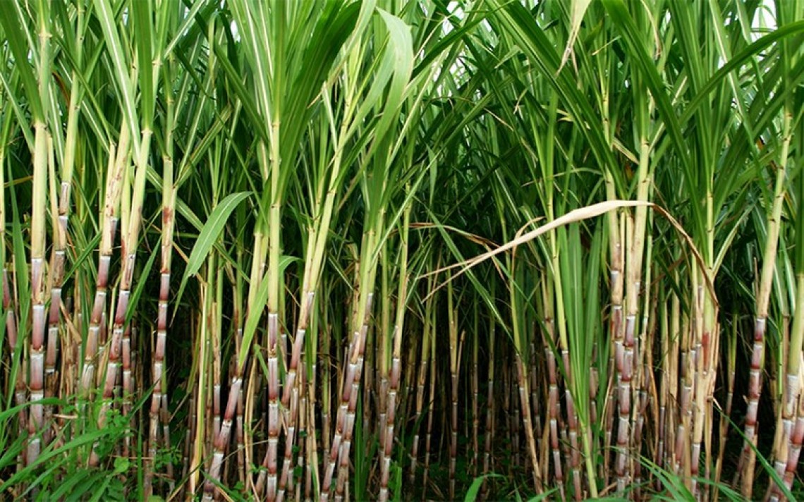Expectativa da produção de cana é revisada para baixo