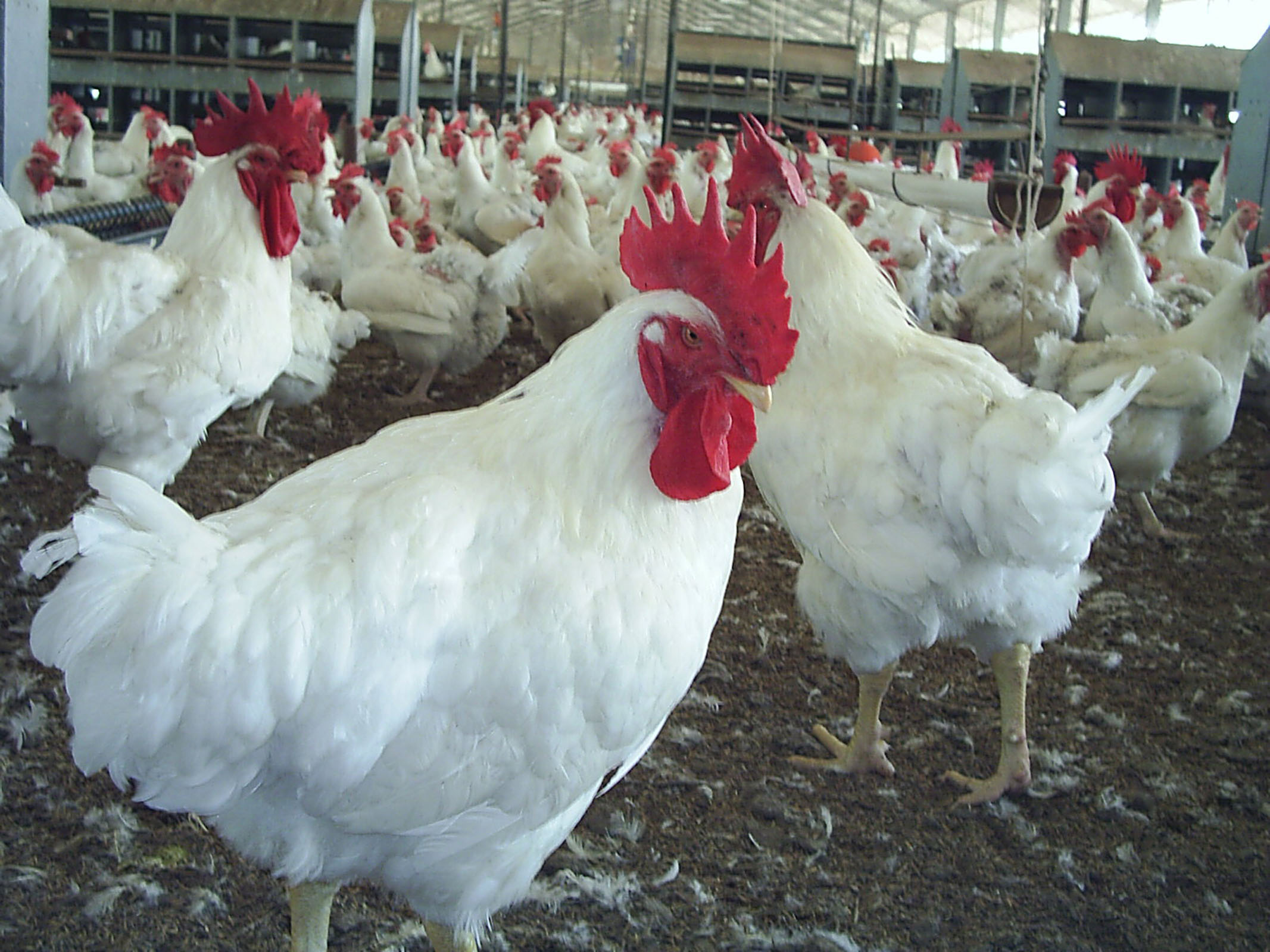 Desempenho do frango vivo na 1ª semana de outubro