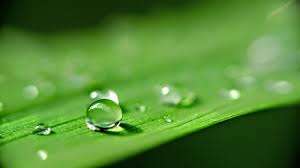 Adjuvante inovador promete controlar ervas daninhas