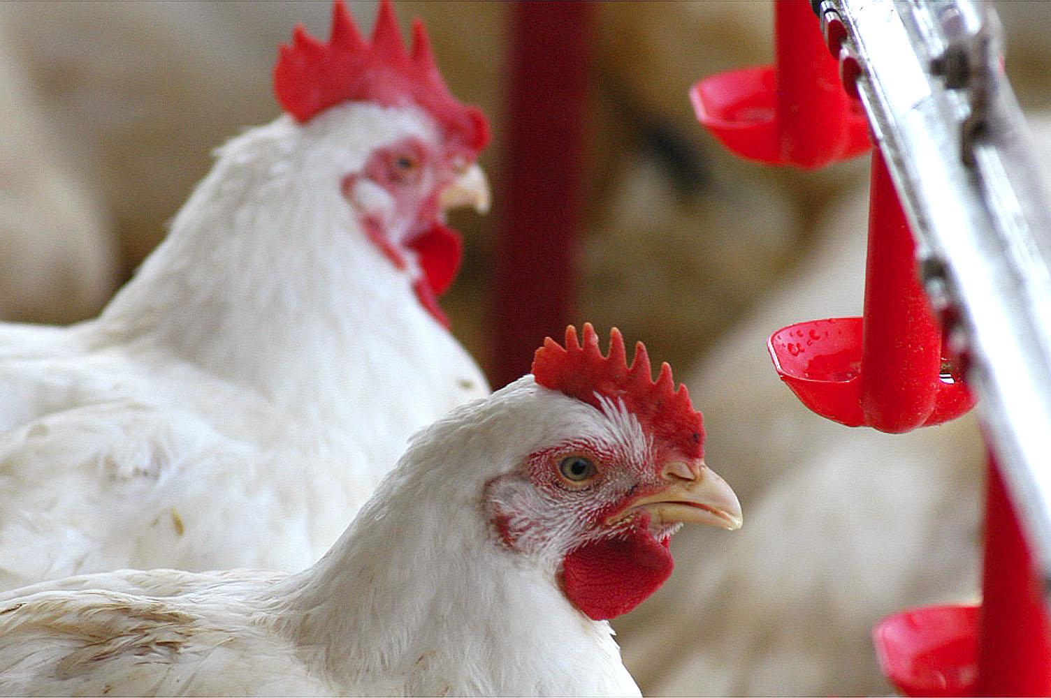 FAO: frango é o menos afetado na queda de preço das carnes
