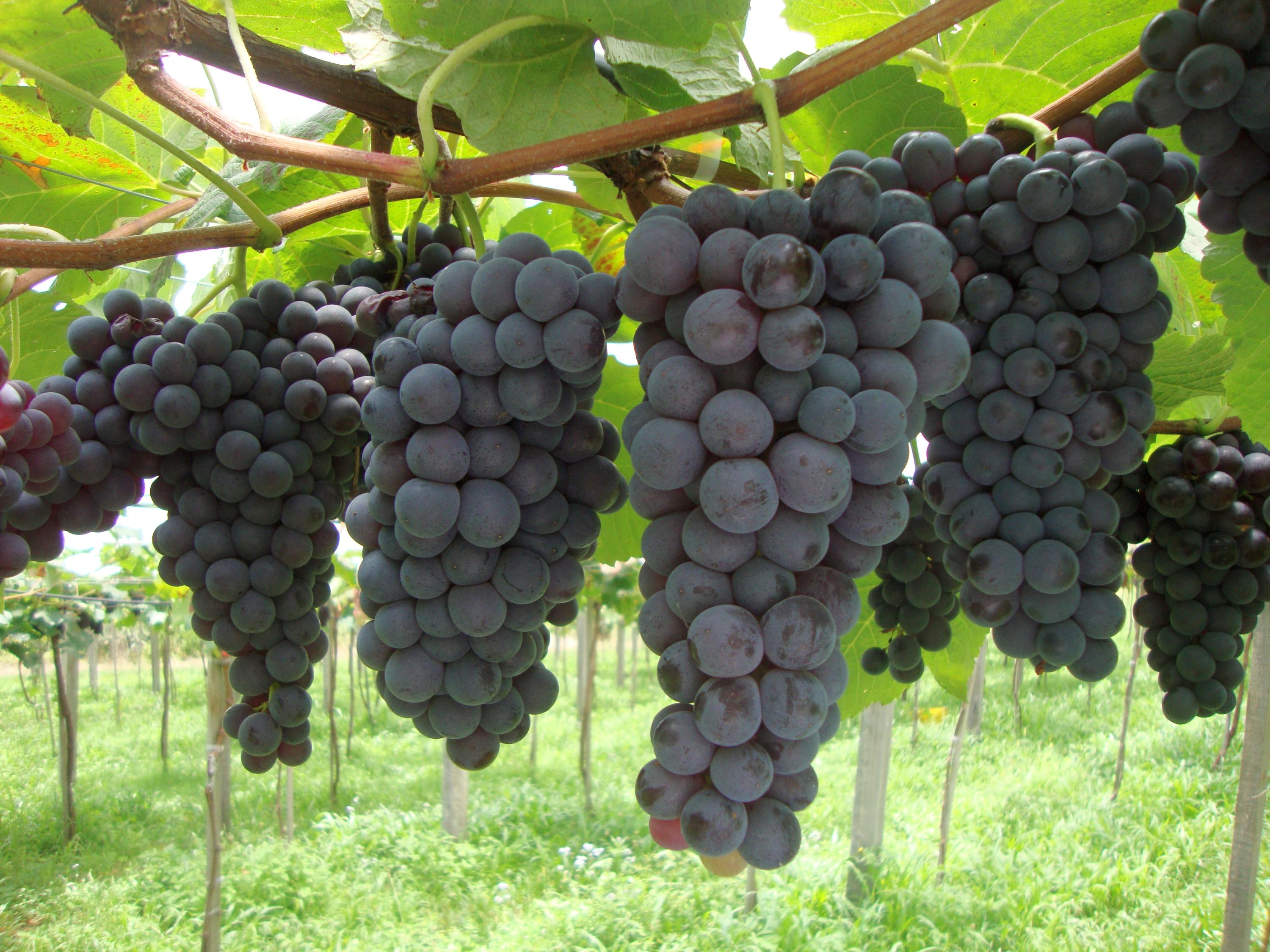 Uva Vênus já está sendo colhida na região da Serra