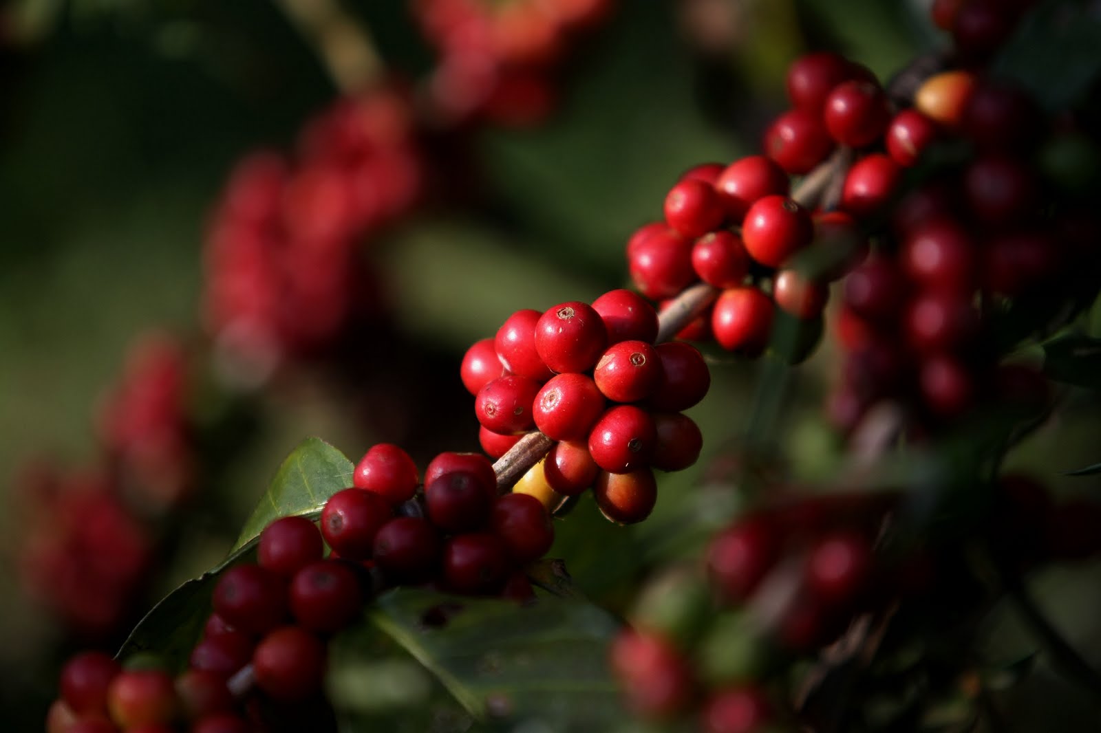 CAFÉ/CEPEA: Com queda externa, liquidez diminui e preços recuam no brasil