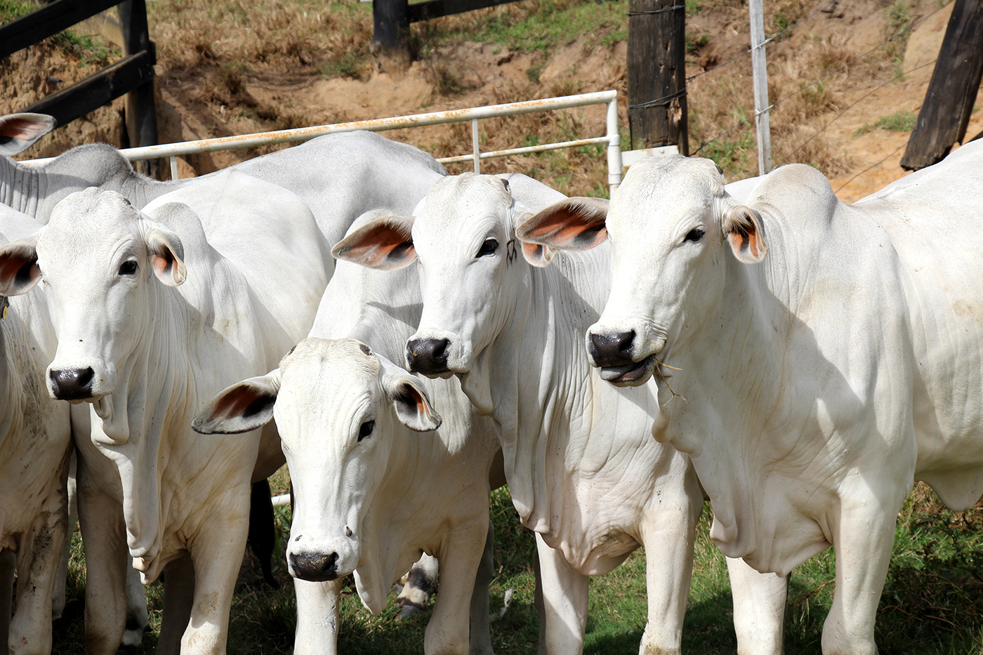 BOI/CEPEA: Abate de novilha é recorde