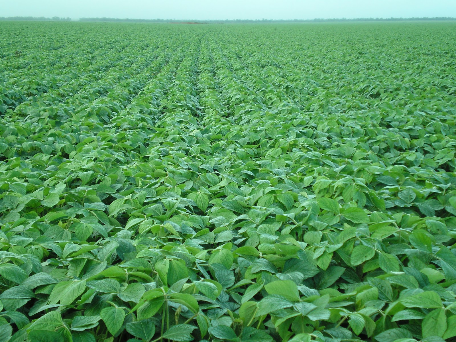 Seca e calor comprometem soja no PR e MS