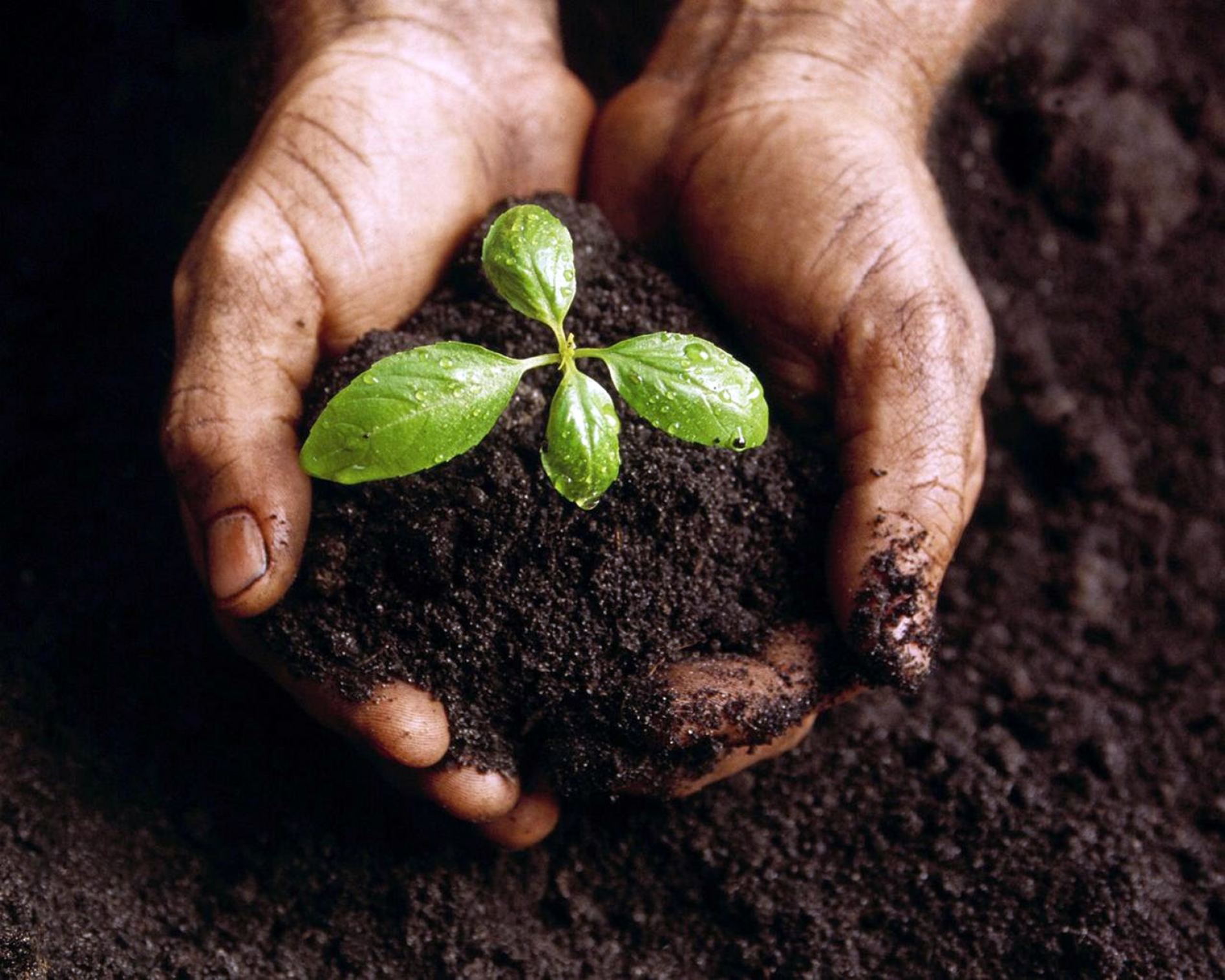 Registrado primeiro biofertilizante do Brasil