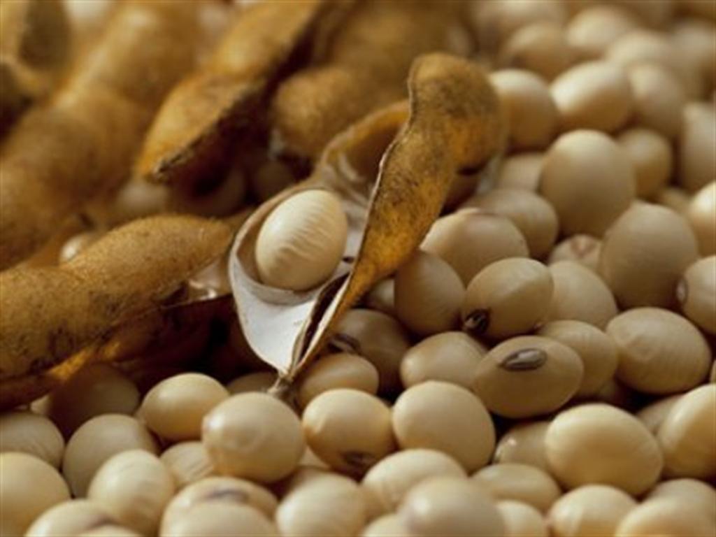 Soja: terça-feira fecha com quedas nos preços