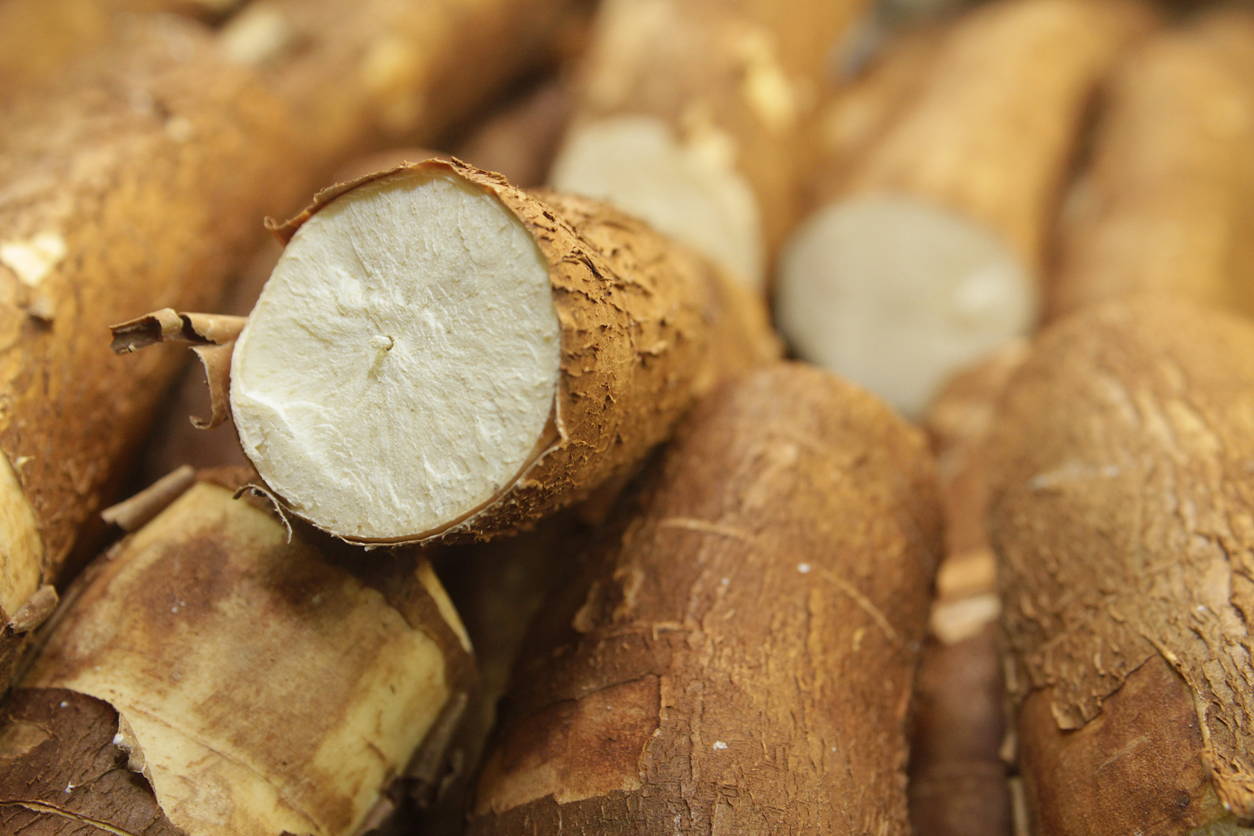 Mandioca transgênica pode melhorar nutrição