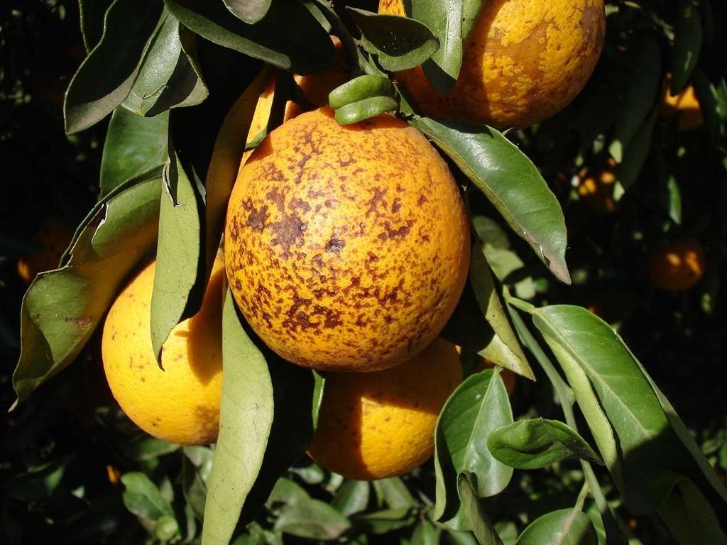 Sete erros no controle da pinta preta