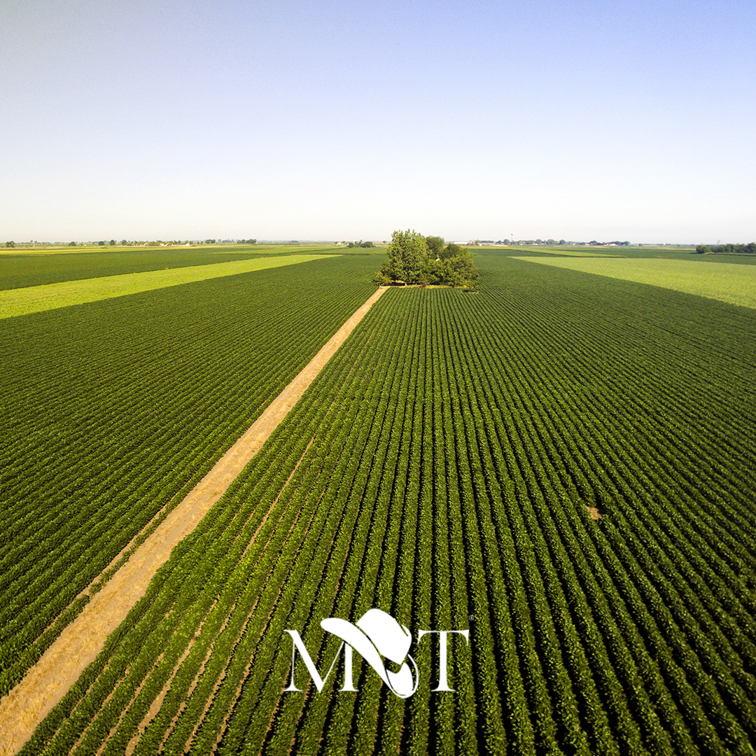 Colheita de soja 2018/ 2019 e pecuária