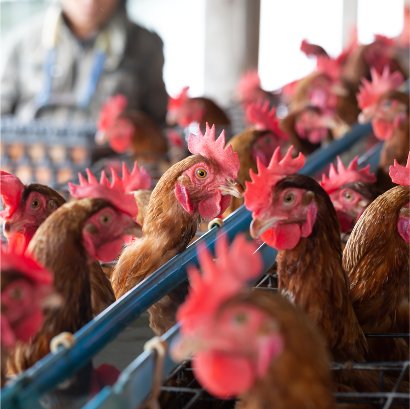 Avicultores enfrentam desafios para manter produção