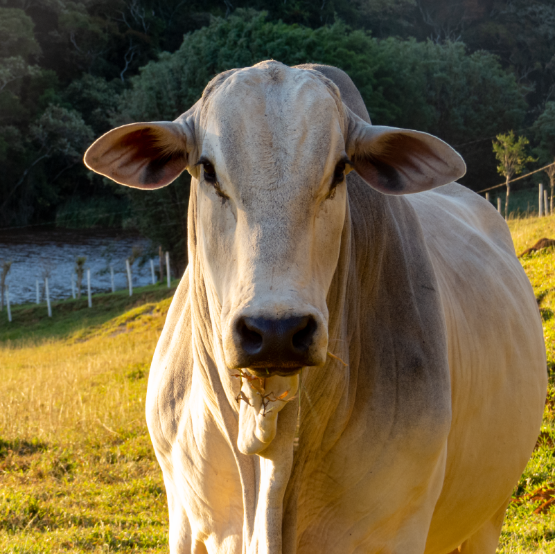 O mercado físico do boi gordo encerrou a primeira semana de outubro com preços acomodados