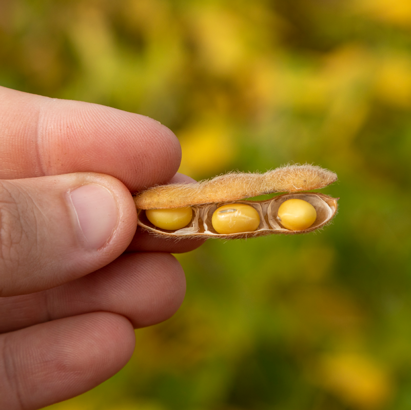 Estudo conclui que Brasil pode aumentar produção de soja em 36% até 2035.