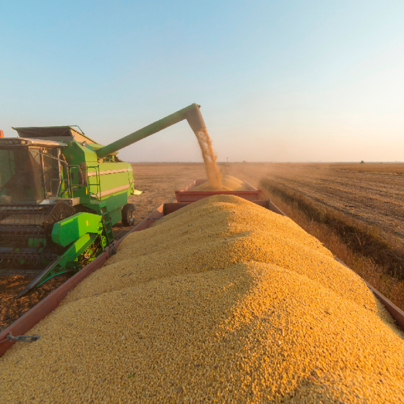 Soja: Mato Grosso alcança quase 85% da área e caminha para a reta final do plantio.