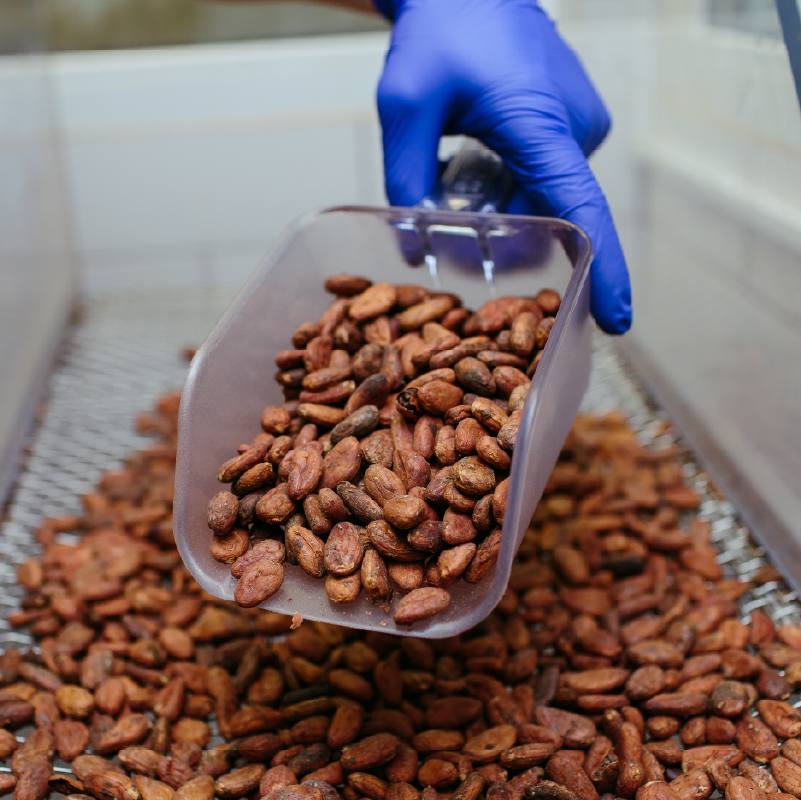 Sistema ajuda seleção de cacau de qualidade.