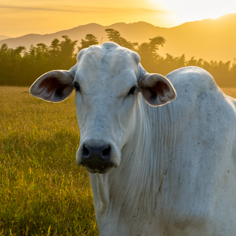 Preço do boi dispara nesse início de Fevereiro