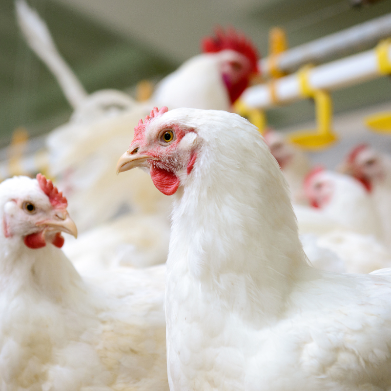 Prevenção à influenza aviária governo lança livro digital com dicas e orientações