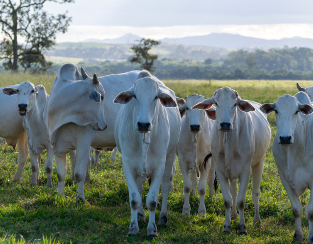 Mato Grosso alcança marco histórico