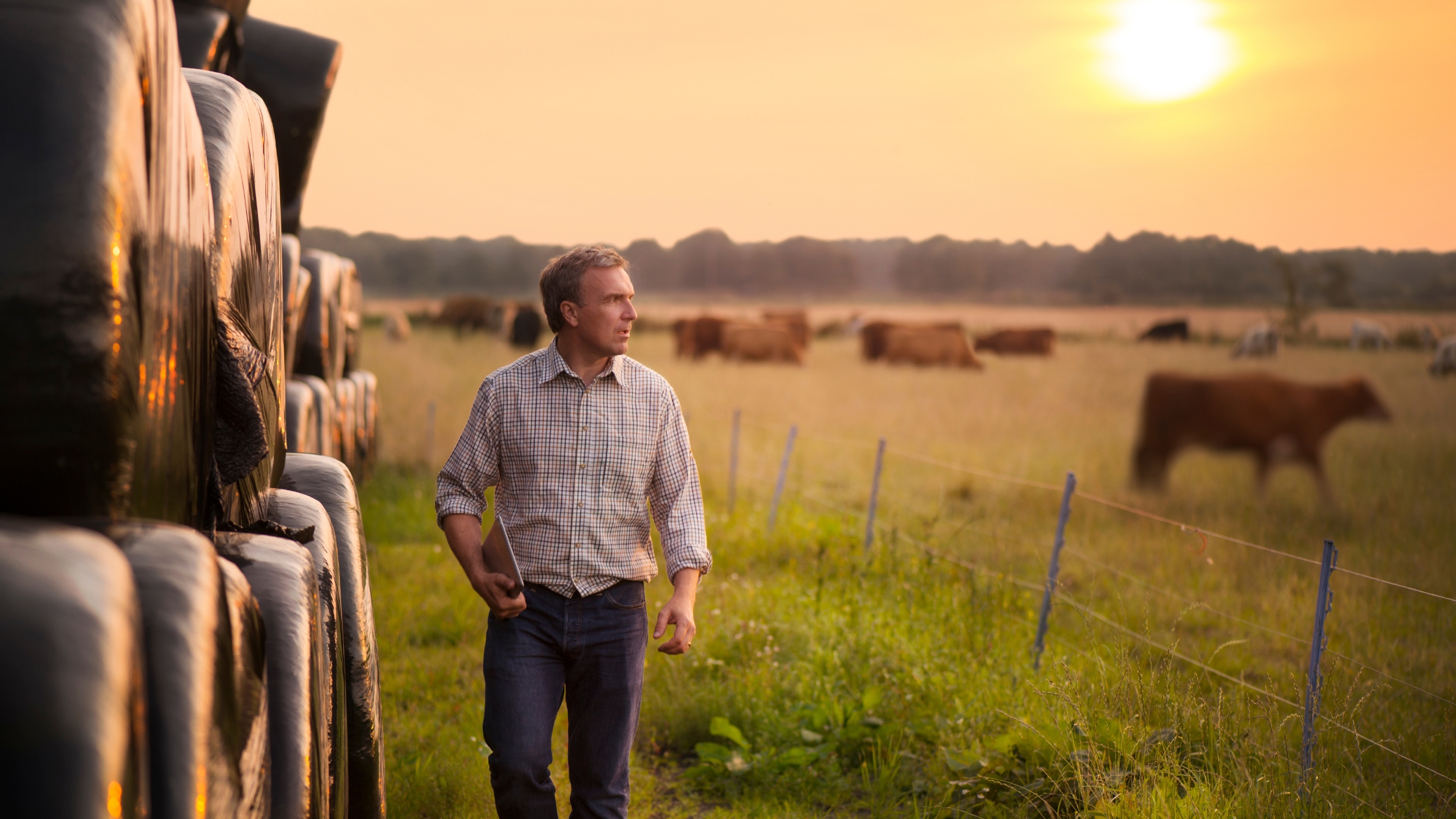 Navegando pelas Regulamentações de Compra de Terras no Brasil