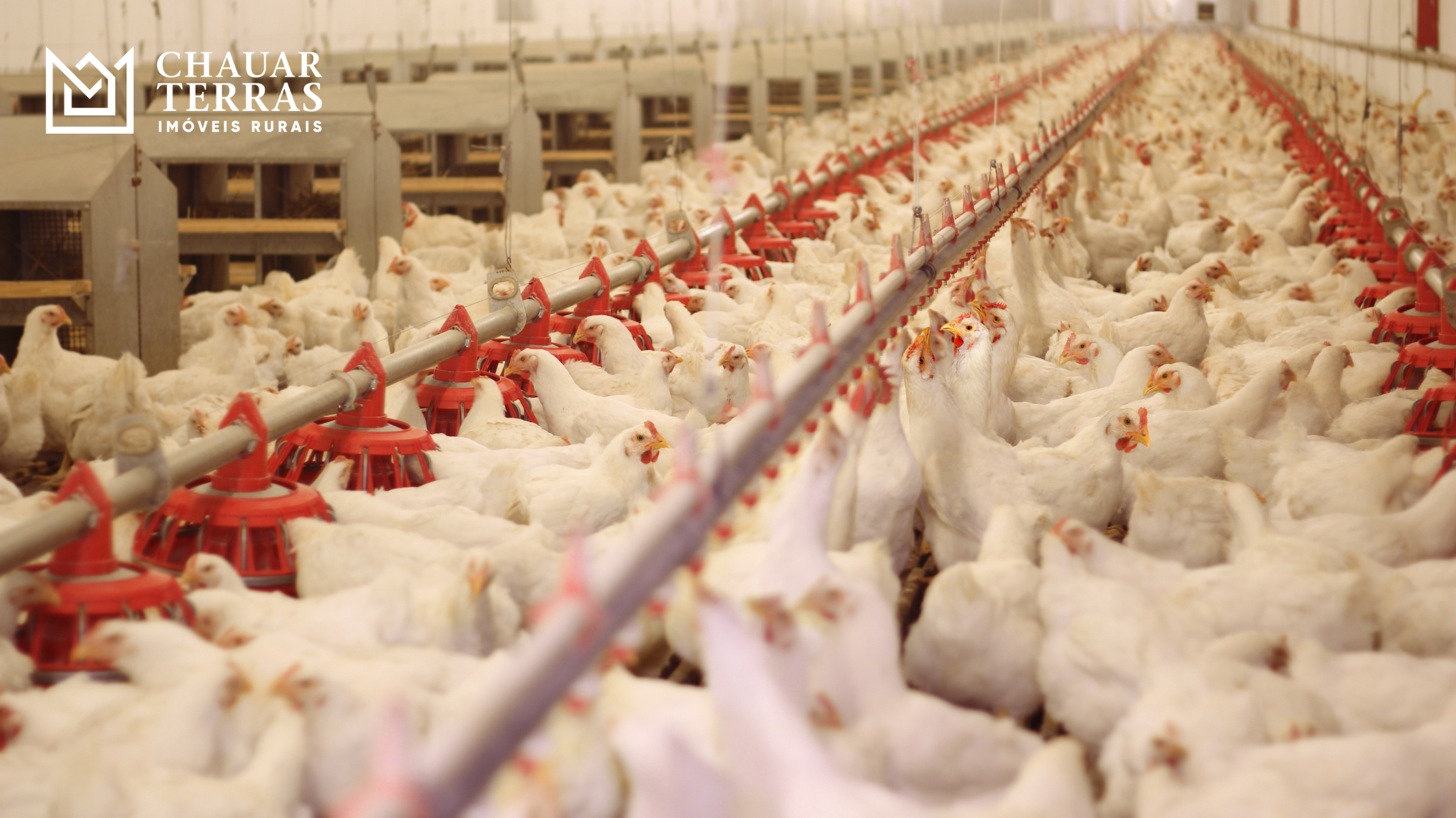 Japão Suspenderá Importações de Carne de Frango de Mato Grosso do Sul