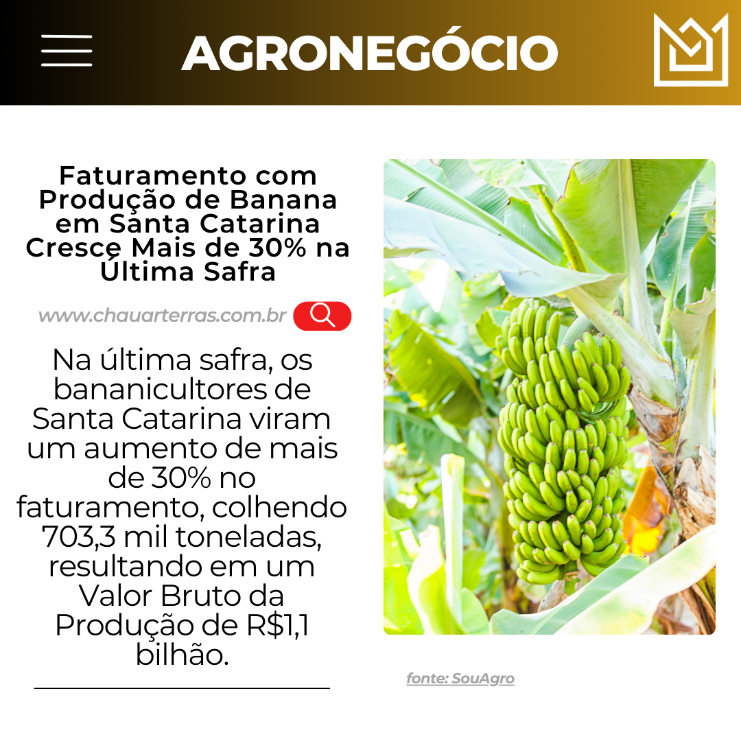Faturamento com Produção de Banana em Santa Catarina Cresce Mais de 30% na Última Safra