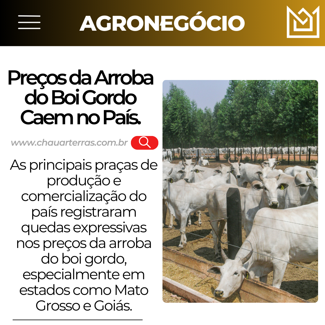 Preços da Arroba do Boi Gordo Caem no País: Confira a Situação nas Principais Praças de Produção