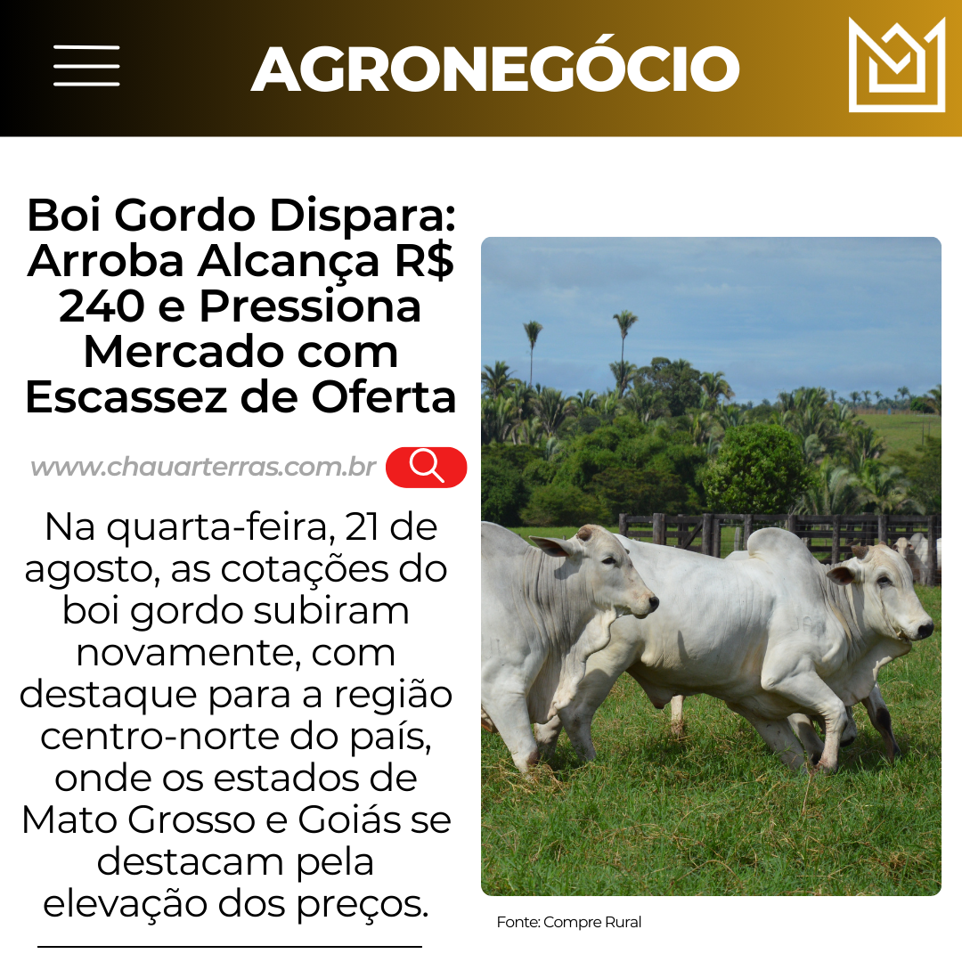 Boi Gordo Dispara