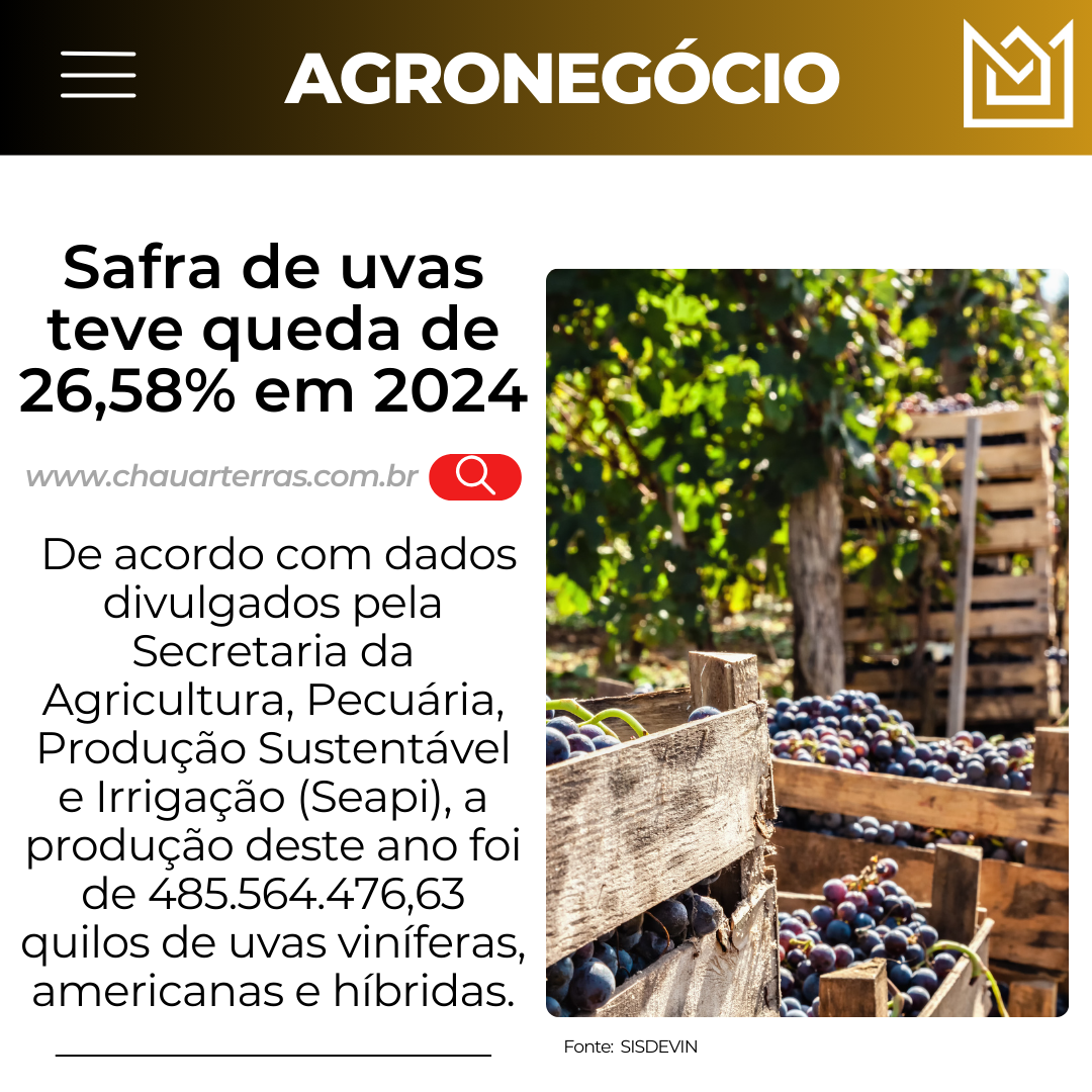 Safra de uvas teve queda de 26,58% em 2024